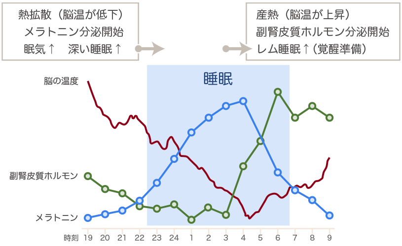 睡眠時間とホルモン分泌